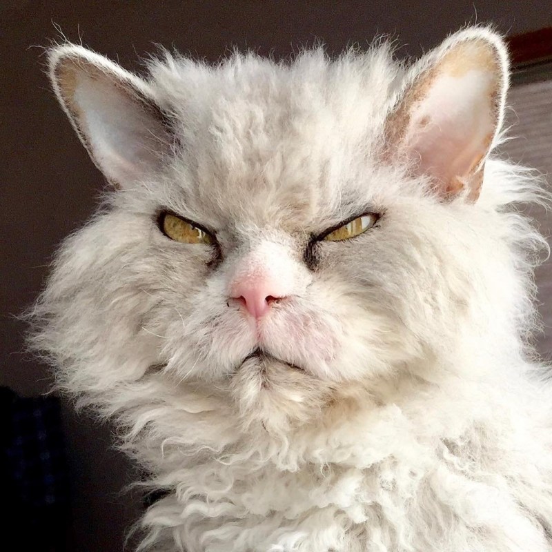 Злой кот