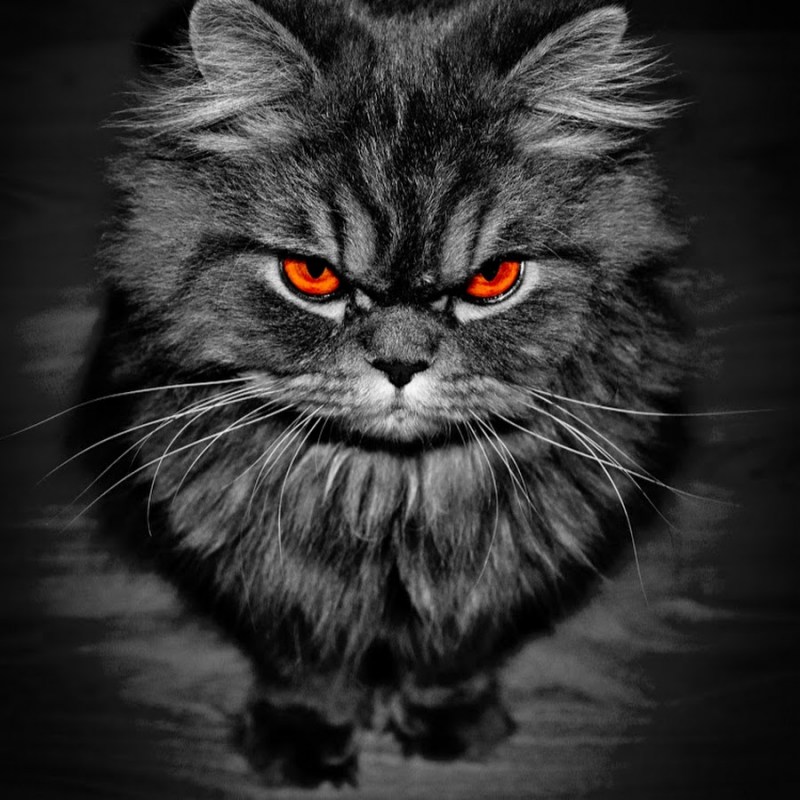Злой котенок