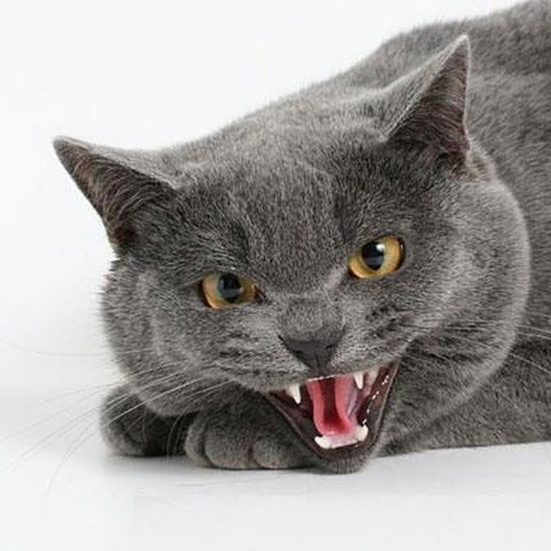 Злая кошка