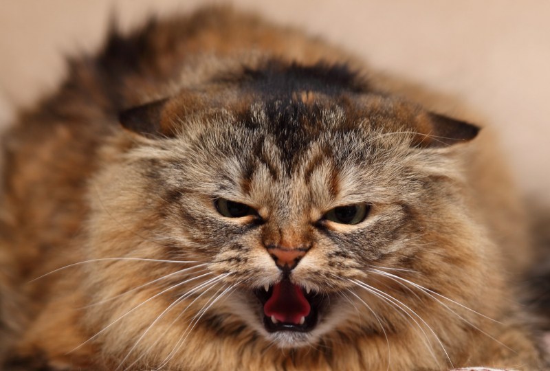 Бешеный кот