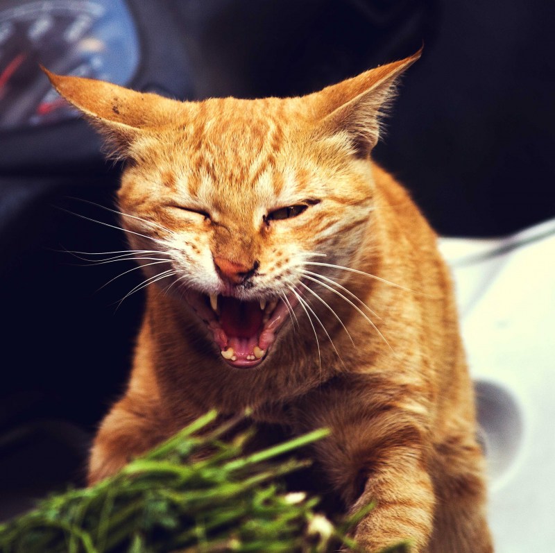 Злой котэ