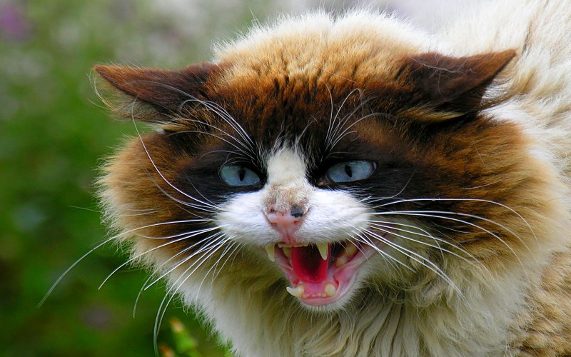 Злая кошка