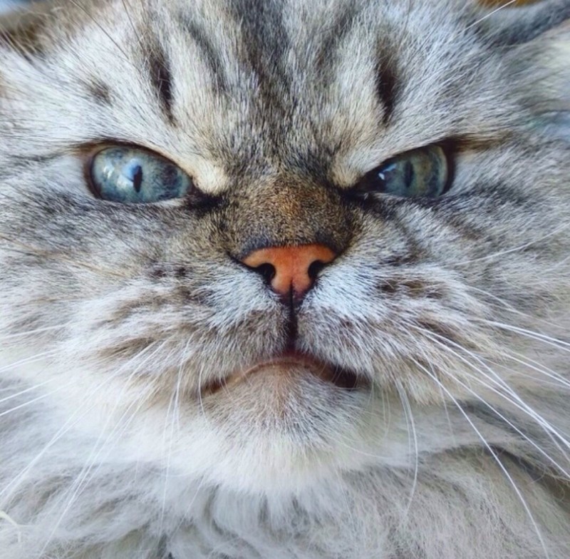 Злой котик