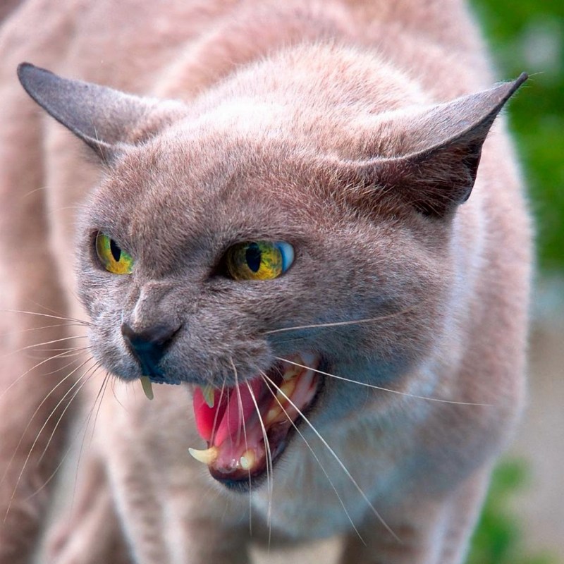 Бешеная кошка