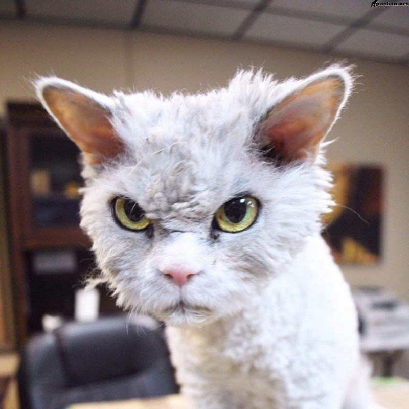 Бешеный котик
