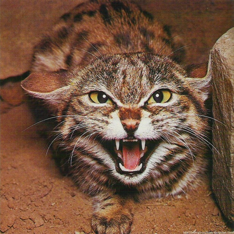 Злая кошка