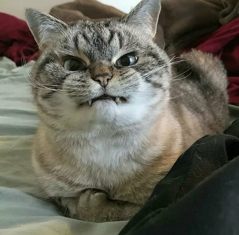 Злой котик