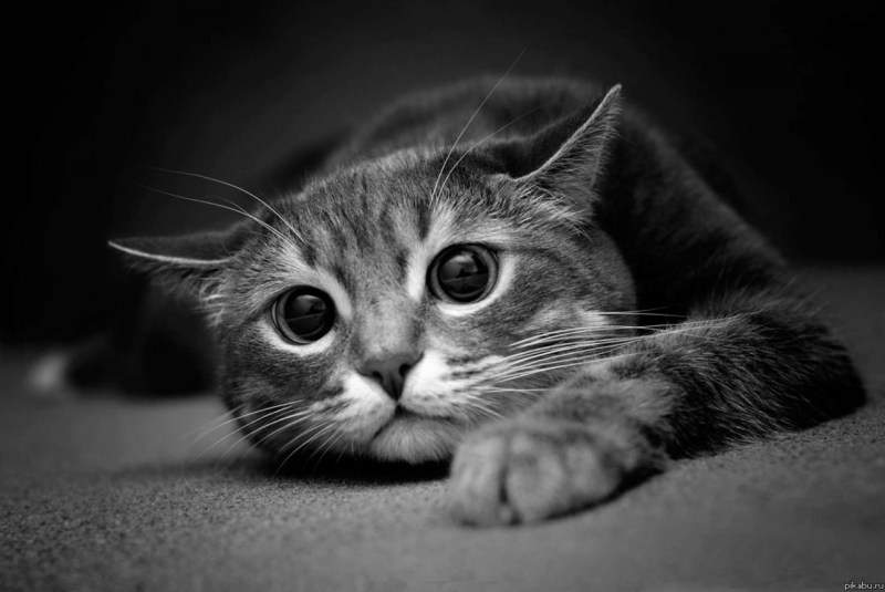 Милые котики