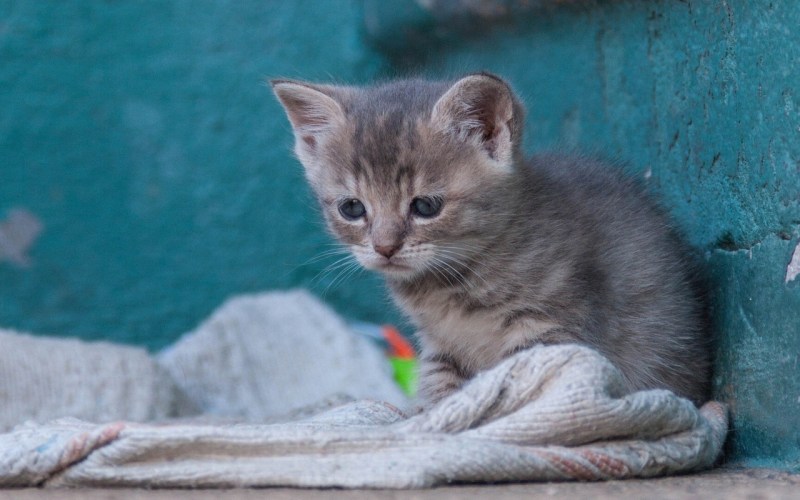 Кот ждет у окна