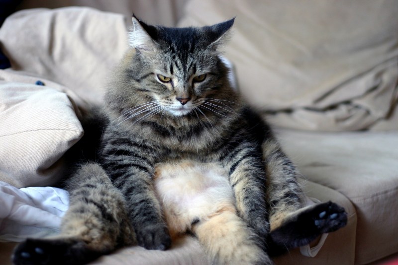 Печальный котик