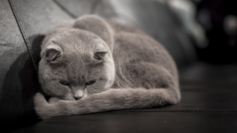 Коты шотландцы Бурмилла