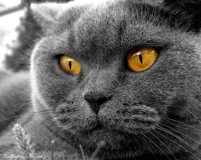 Взгляд котенка