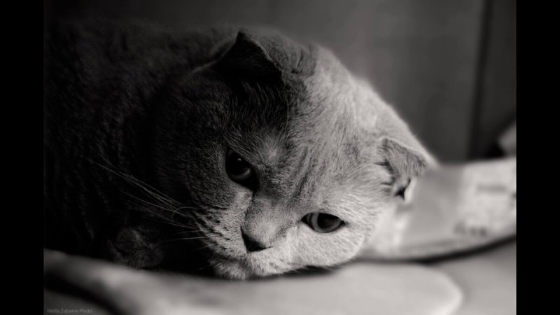Бедные котята