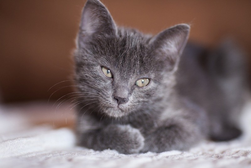 Котенку грустно