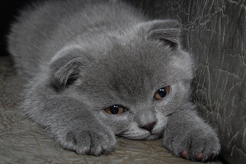 Шотландская вислоухая кошка грустная