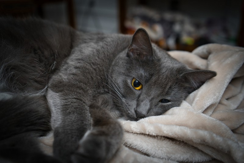 Уличный котенок