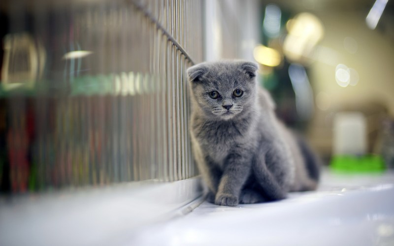 Кот грустит
