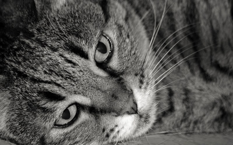 Два грустных кота