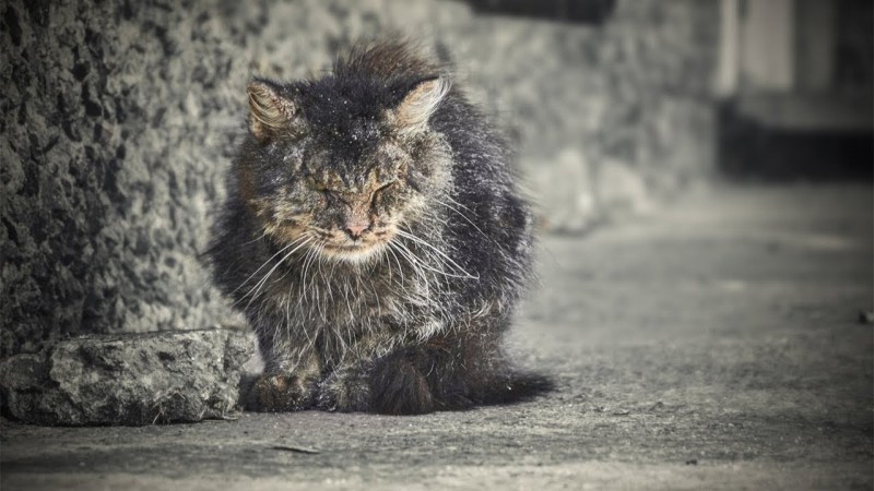 Кот сидит на диване