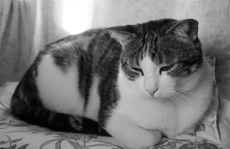 Грустный котенок