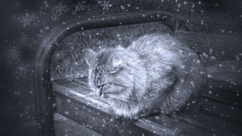 Собака выглядывает из за угла