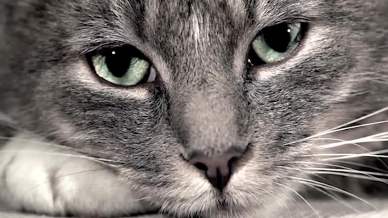 Котик грустит