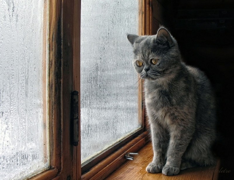 Темно серая кошка