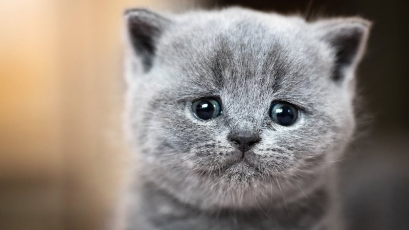 Кот ждет