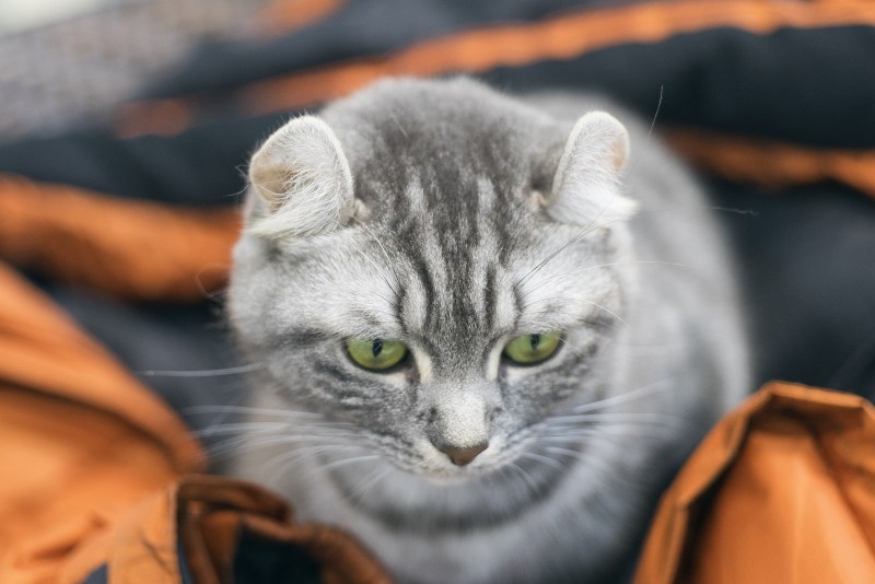 Одинокий котенок