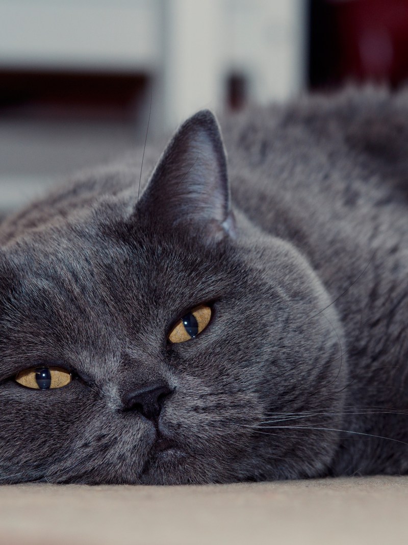Одинокий котенок