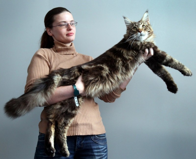 Самый длинный кот в мире 123 см Мейн кун