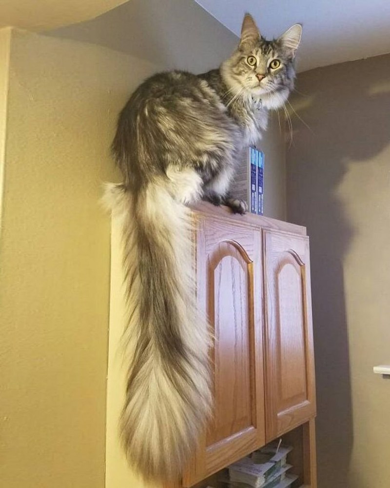 Кот Сигнус с самым длинным хвостом