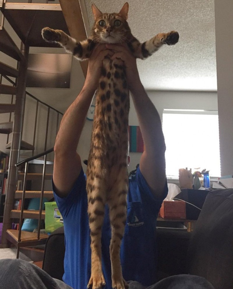 Длинная кошка