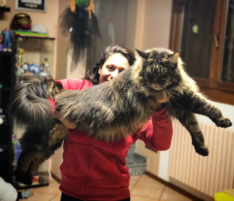 Самый большой кот Мейн кун в мире