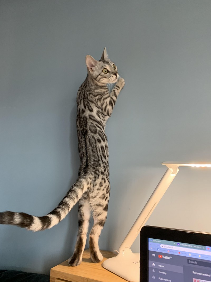 Длинная кошка