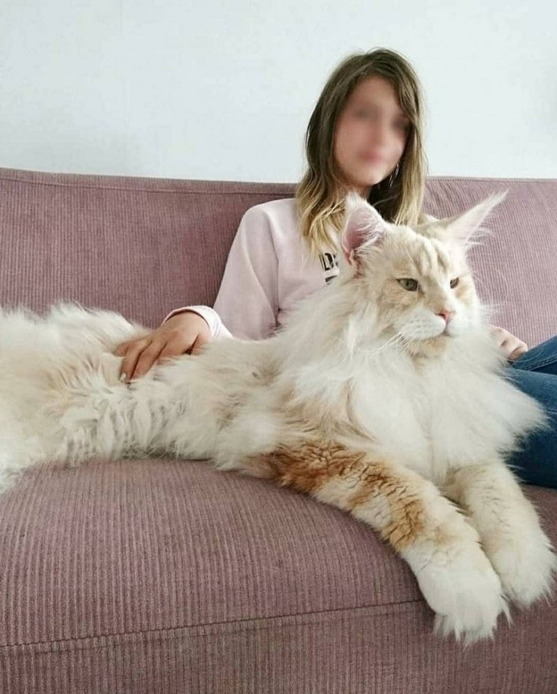 Самые большие коты в мире