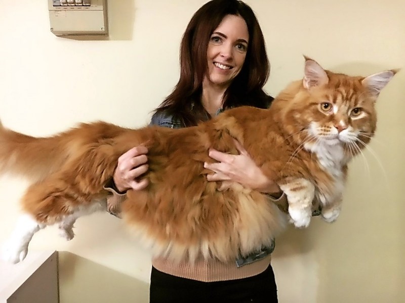 В какой стране самый длинный кот