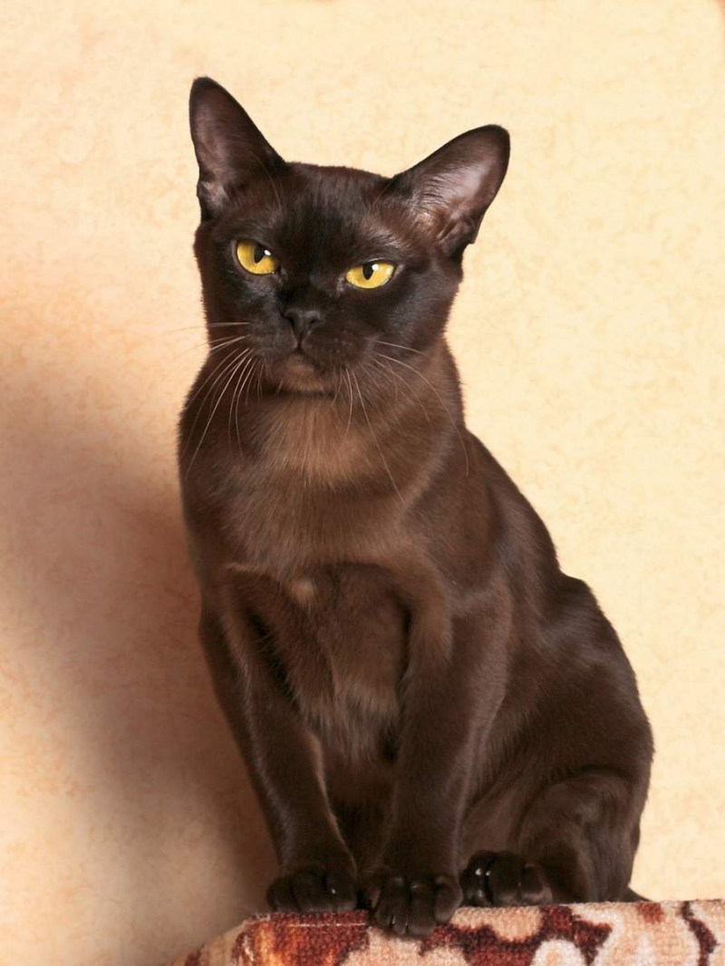 Бурманская кошка