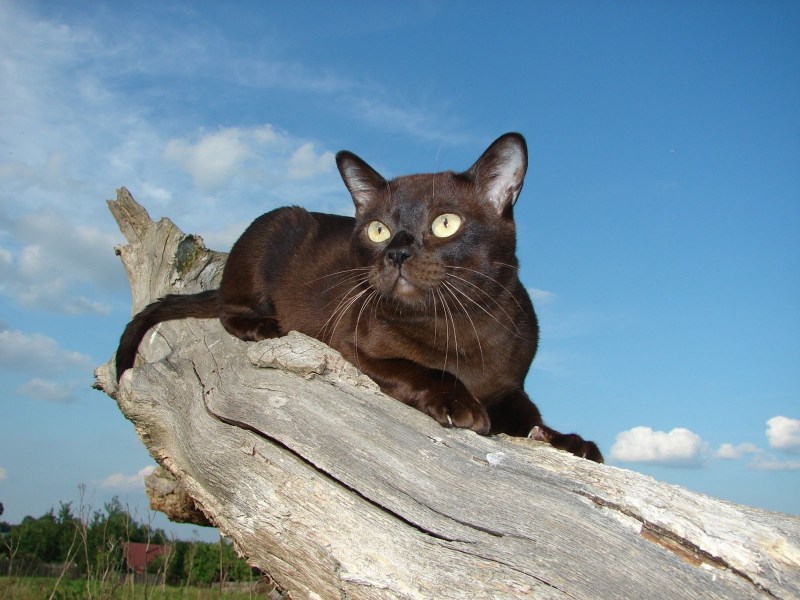 Европейская Бурманская кошка