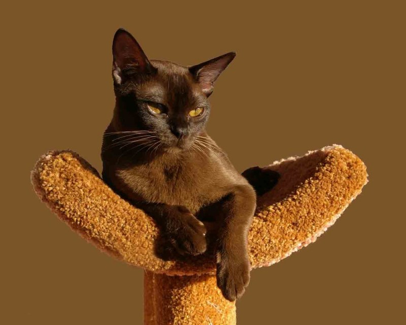Европейская Бурманская кошка