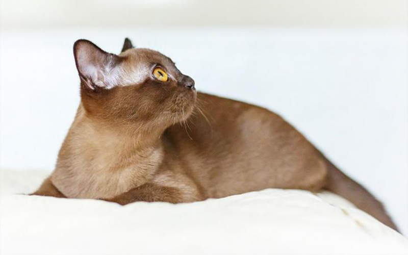Бирманская кошка короткошерстная