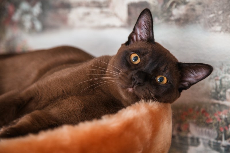 Кошка Бурма