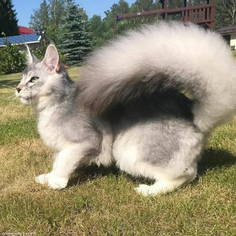 Сомалийская кошка с беличьим хвостом