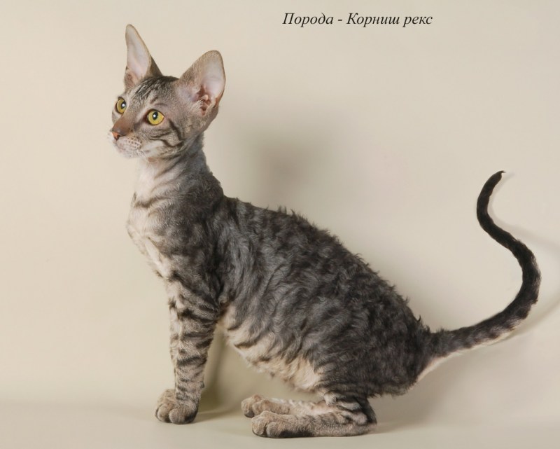 Канадский сфинкс Корниш рекс