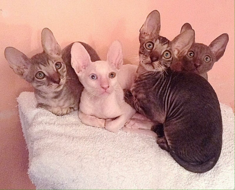 Корноуллский Корниш рекс
