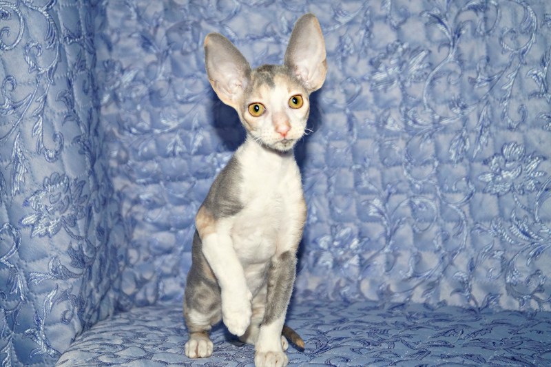 Корниш рекс котята