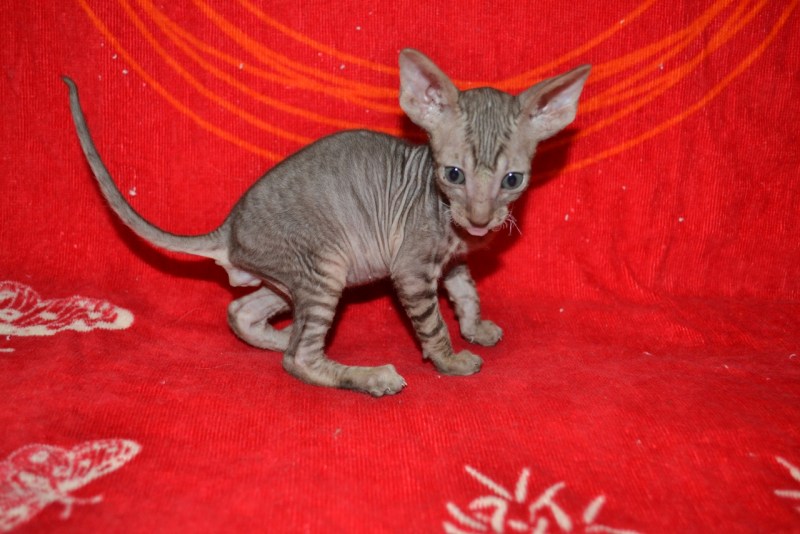 Рекс кошка