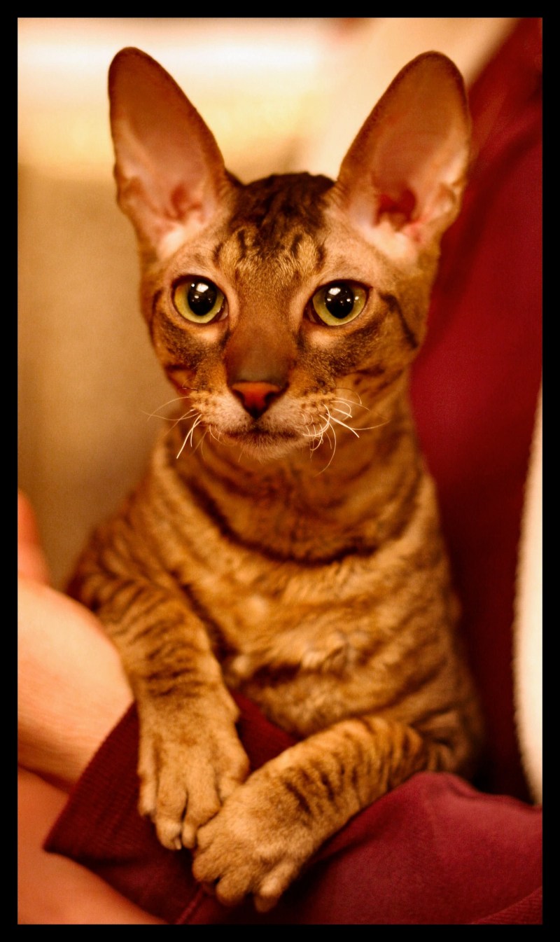 Корниш рекс