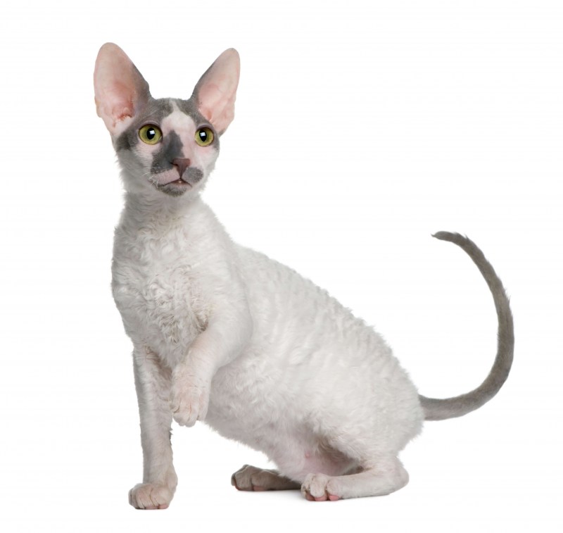 Royal Canin любят кошки породы чёрный табби которые будут есть?