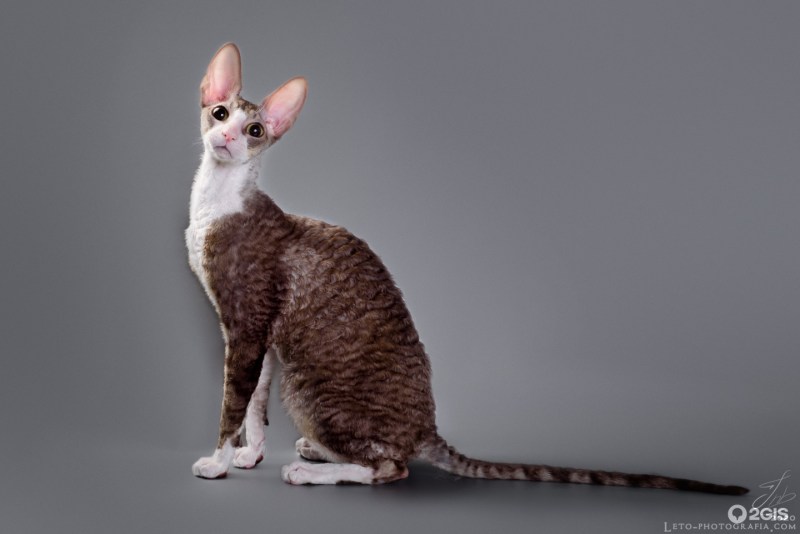 Корниш полосатый котенок